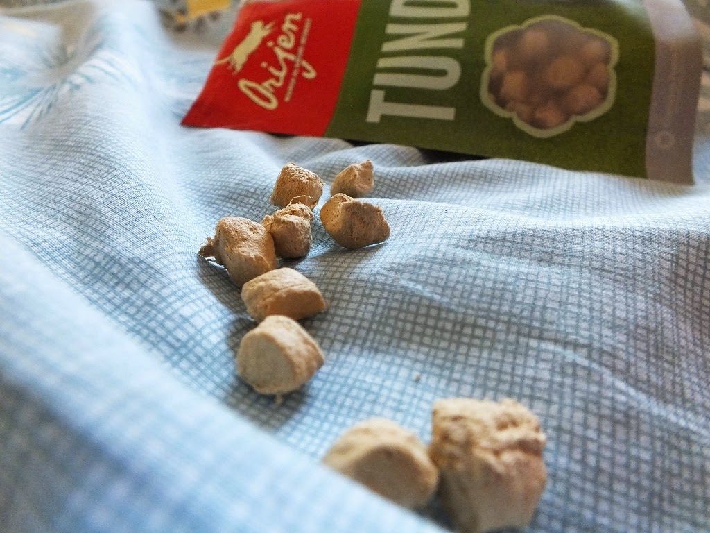 healthy kitten cat treats options