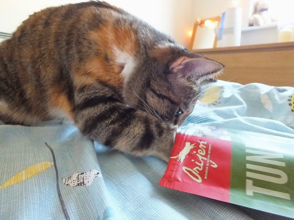 tabby cat stealing food