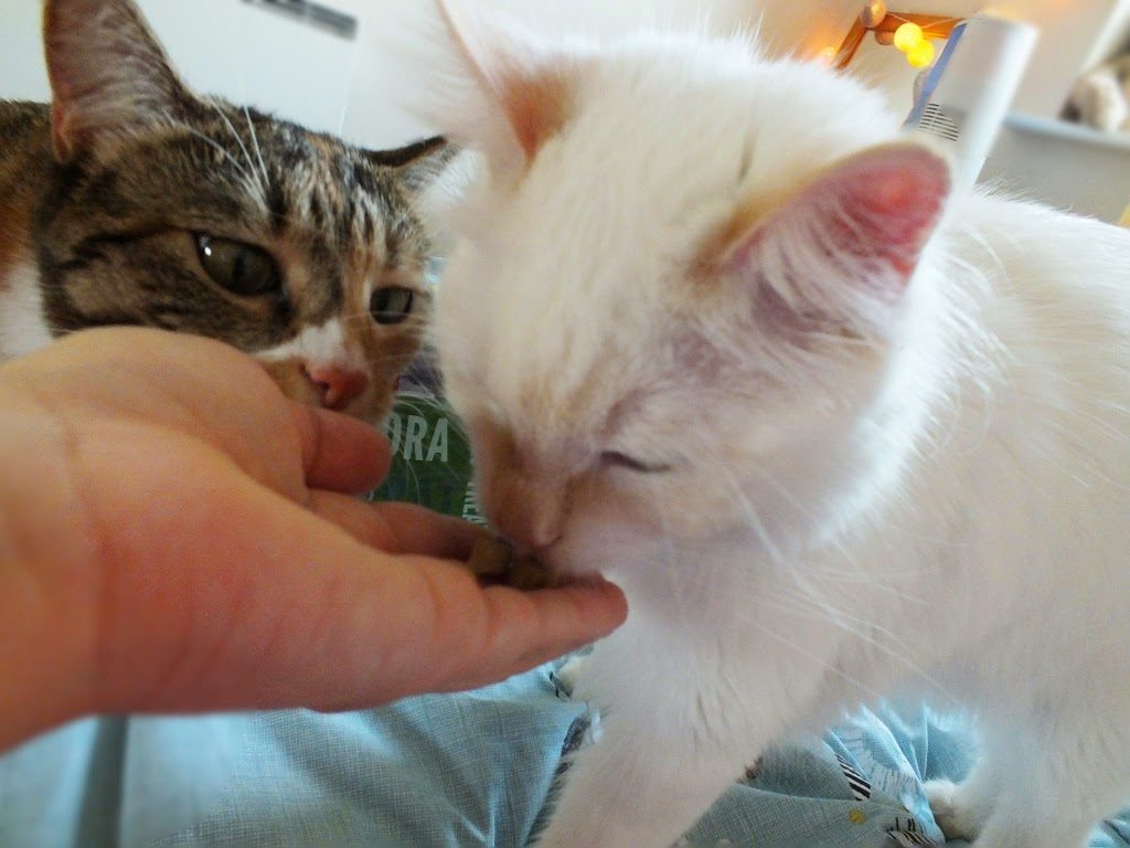 what is the best cat healthy food
