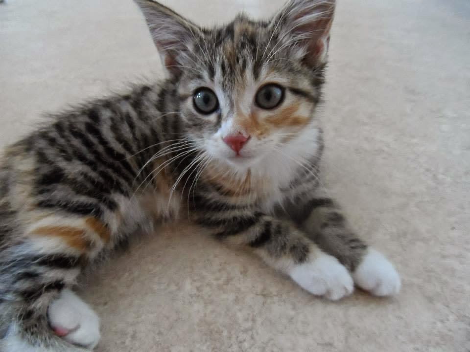 cute tabby kitten