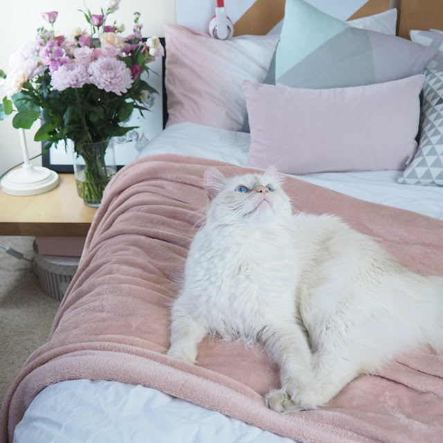 white cat on bed white cat on bed
