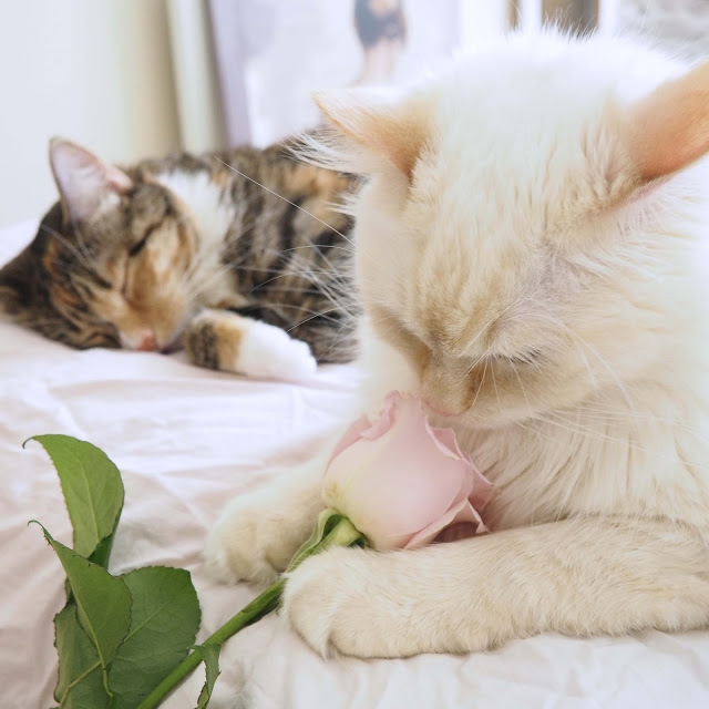 cute cat with flower cute cat with flower