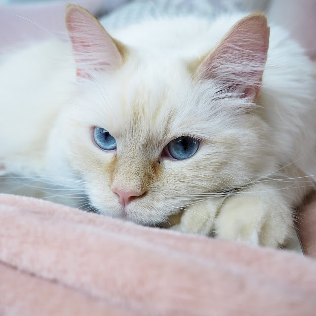 cute white cat with blue eyes photo cute white cat with blue eyes photo