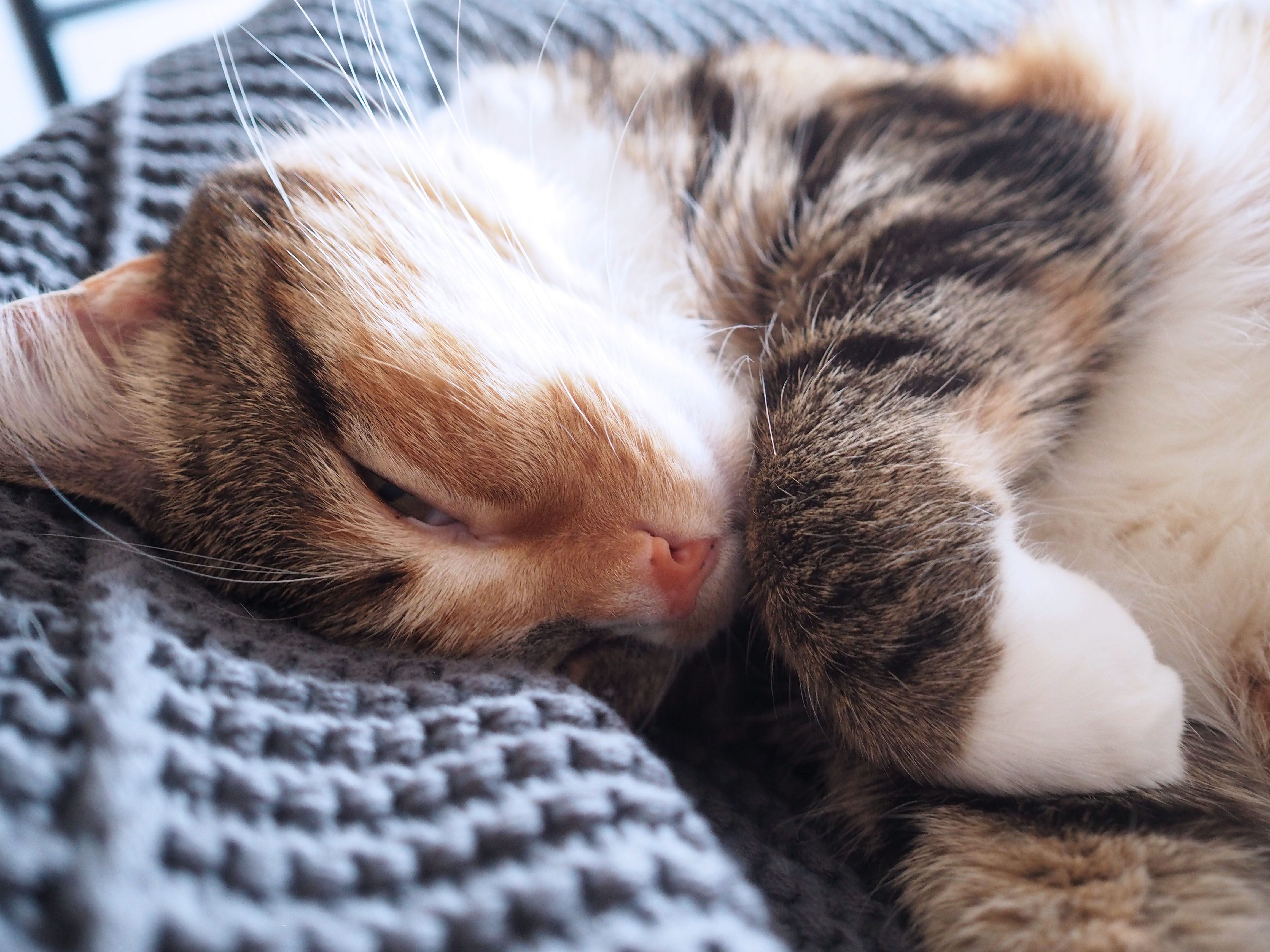tabby cat sleeping