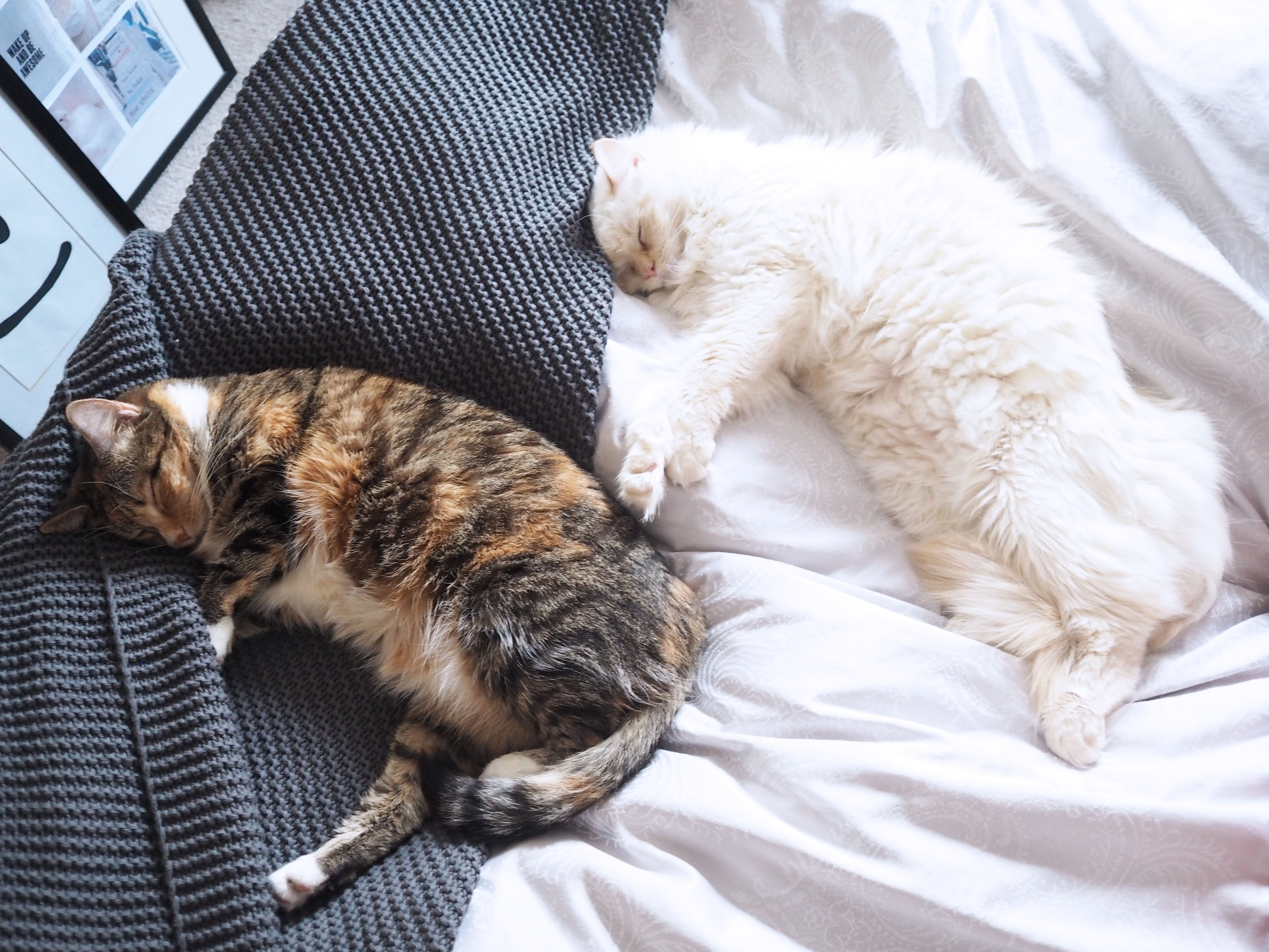 Two cats sleeping